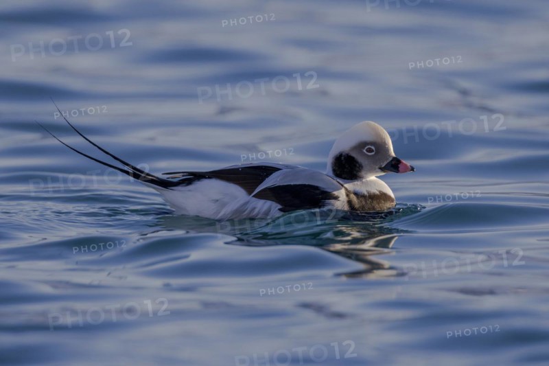Long-tailed duck
