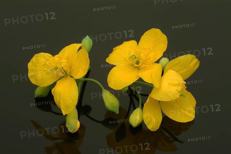 Medicinal plant greater celandine