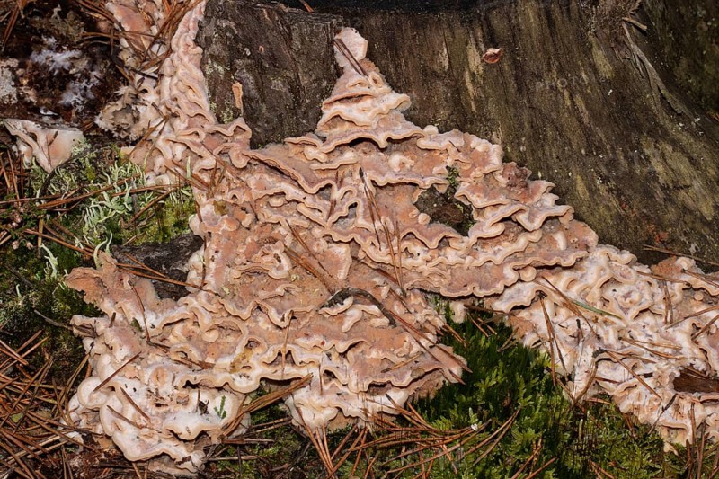 Jelly-fleshed pleated orange fruiting body on tree trunk