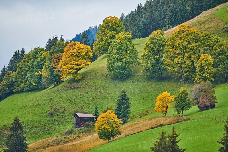 Norway maple