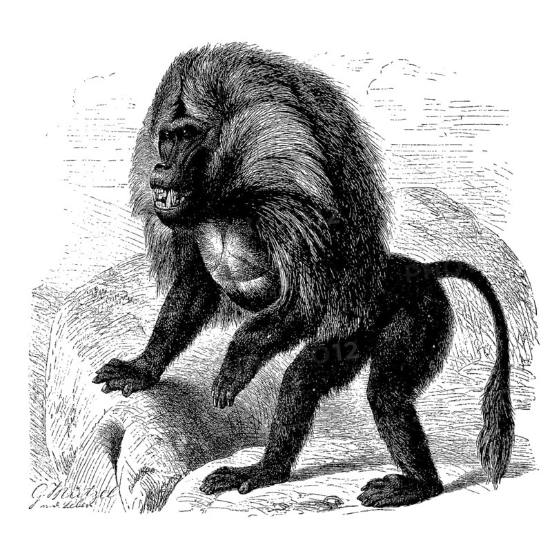 Djelada or gelada baboon
