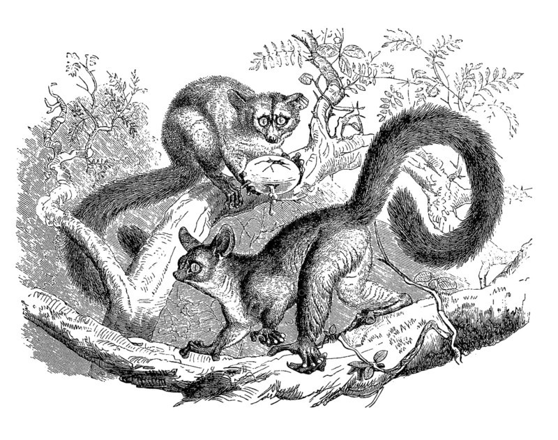 Brown greater galago