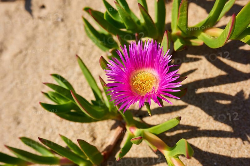 Hottentot-fig