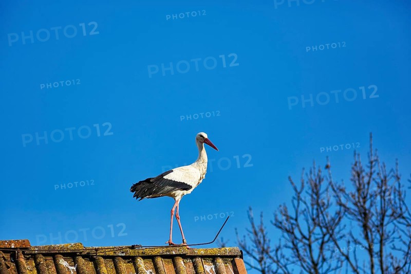 White stork