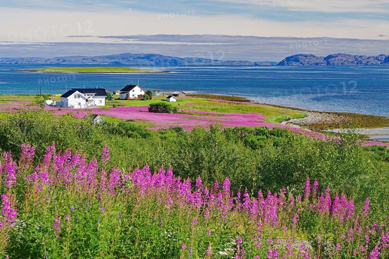 Narrow-leaved willowherbs cover the ground in bloom and in huge quantities