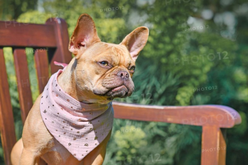 Portrait of red fawn French Bulldog with pink neckerchief on bench