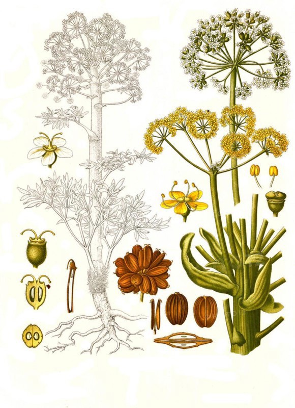 Medicinal plant