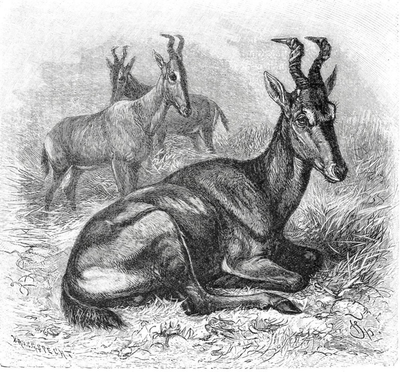 Hartebeest