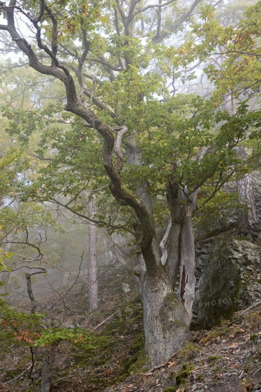 Gnarled oak trees