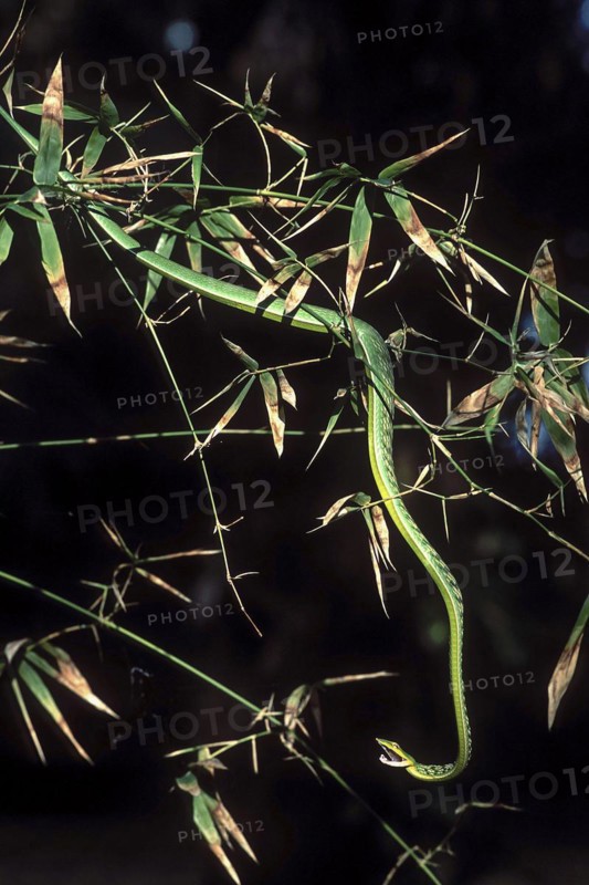 Green whip snake