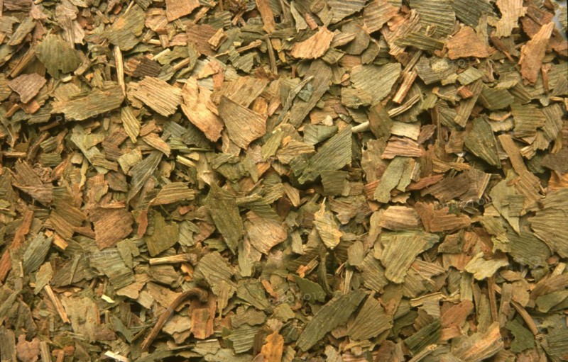 Dried leaves of the ginkgo