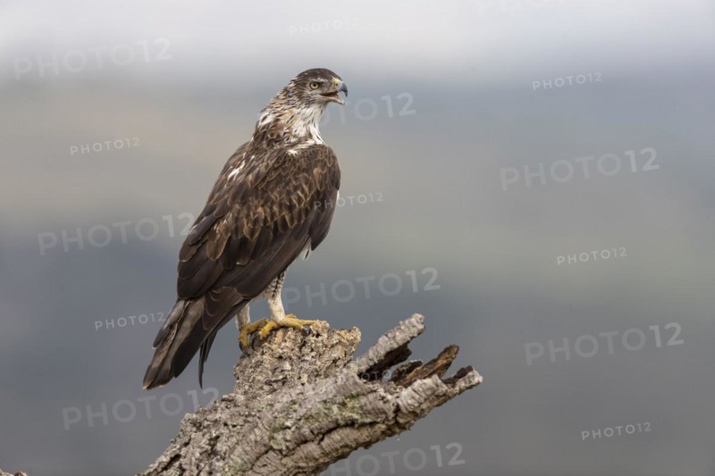 Bonellis eagle