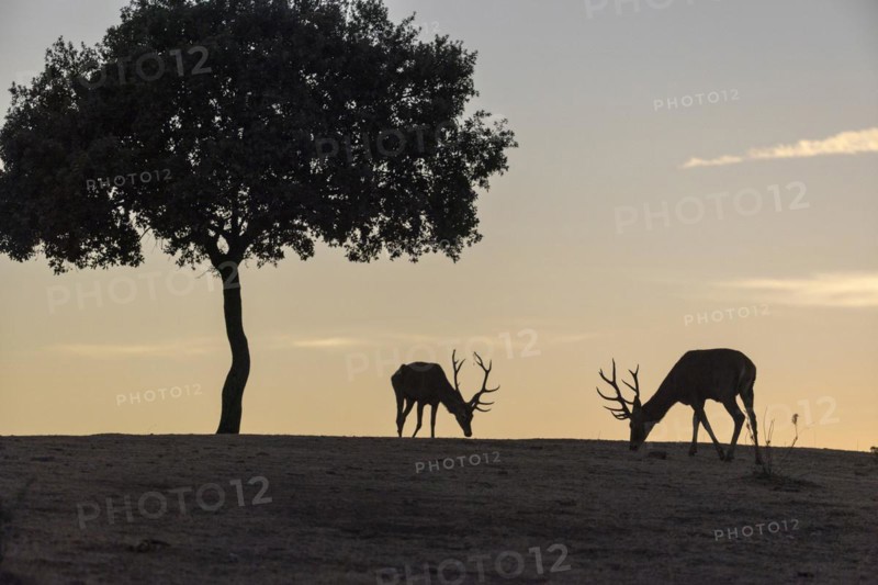 Red deer