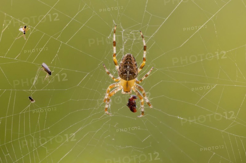 Cross spider