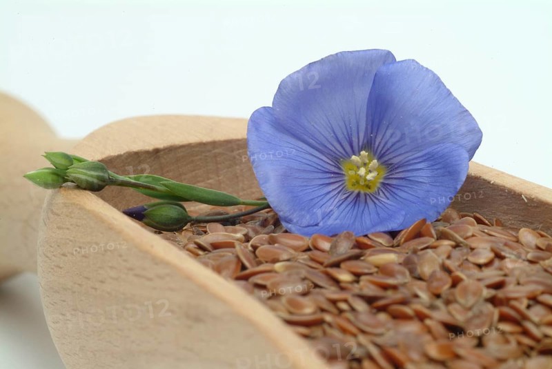 Medicinal plant Linseed