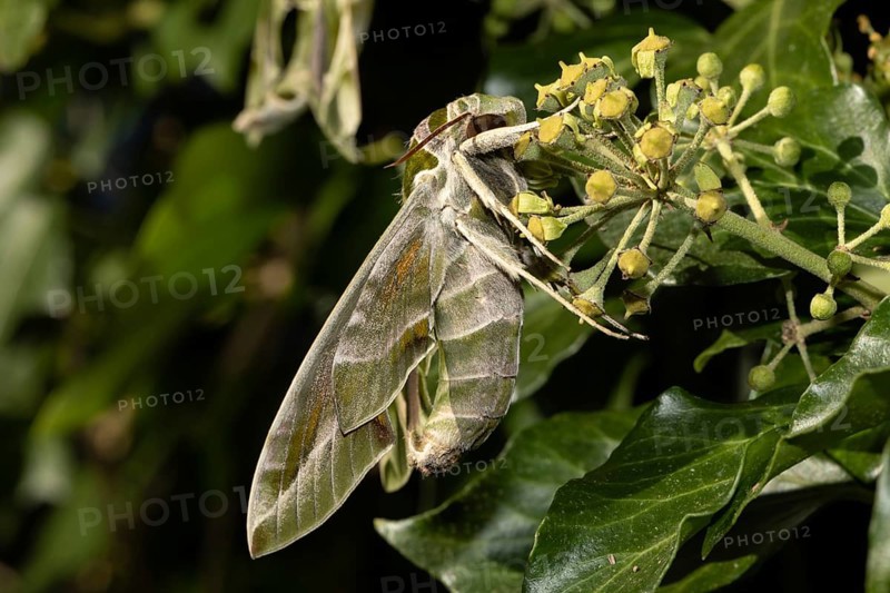 Oleander moth butterfly with closed wings hanging on green ivy fruits seen on right side