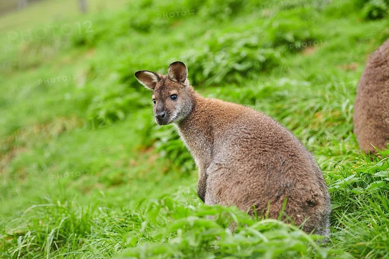Bennett's wallaby