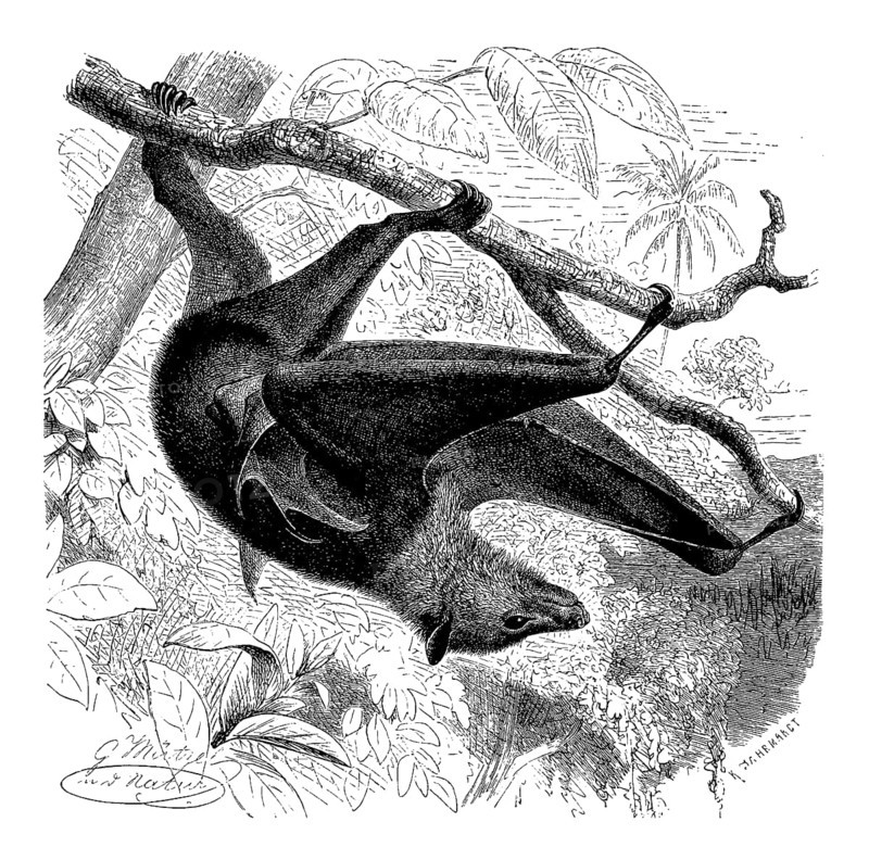 Black-eared flying fox