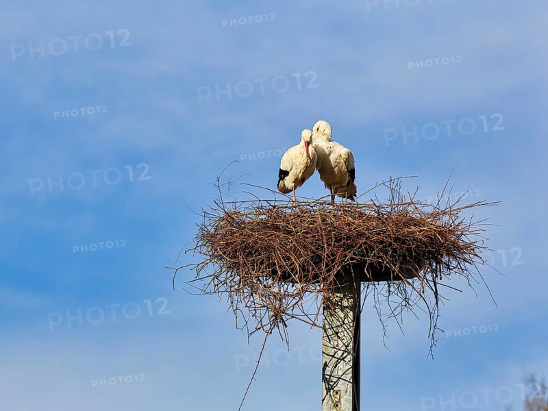 White storks