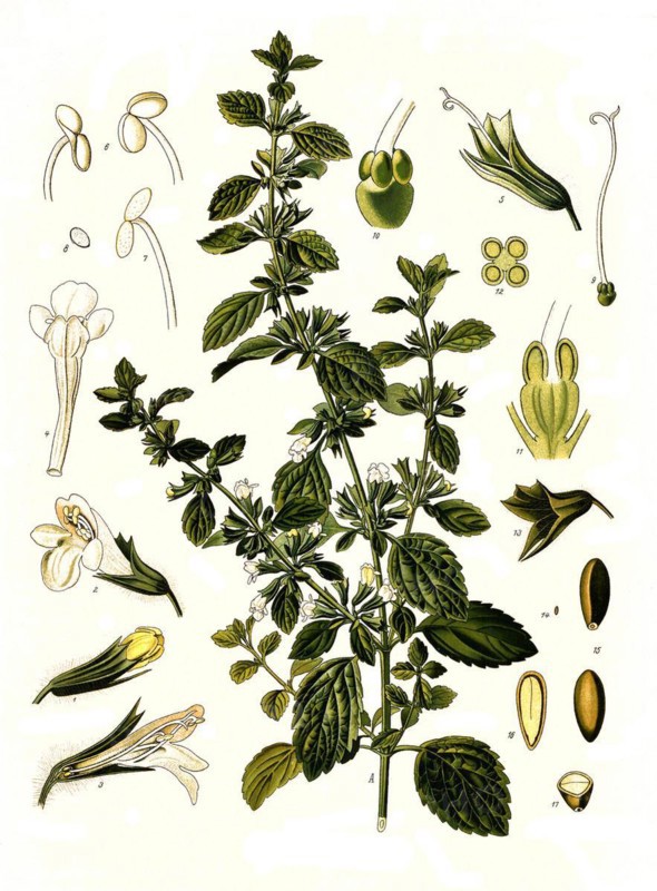 Medicinal plant