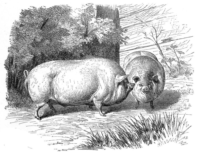 Dwarf pig