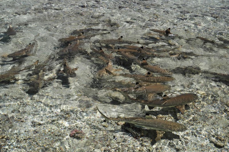 Blacktip reef sharks