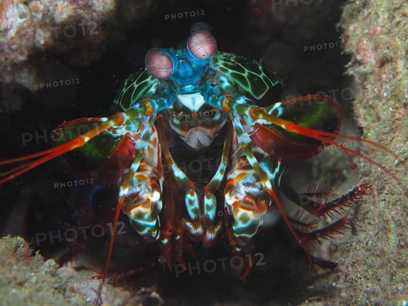 Portrait of peacock mantis shrimp