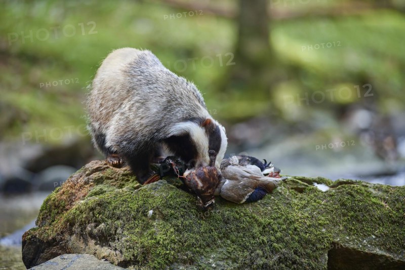 European badger