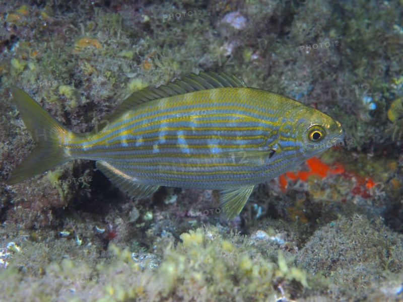 Salema porgy