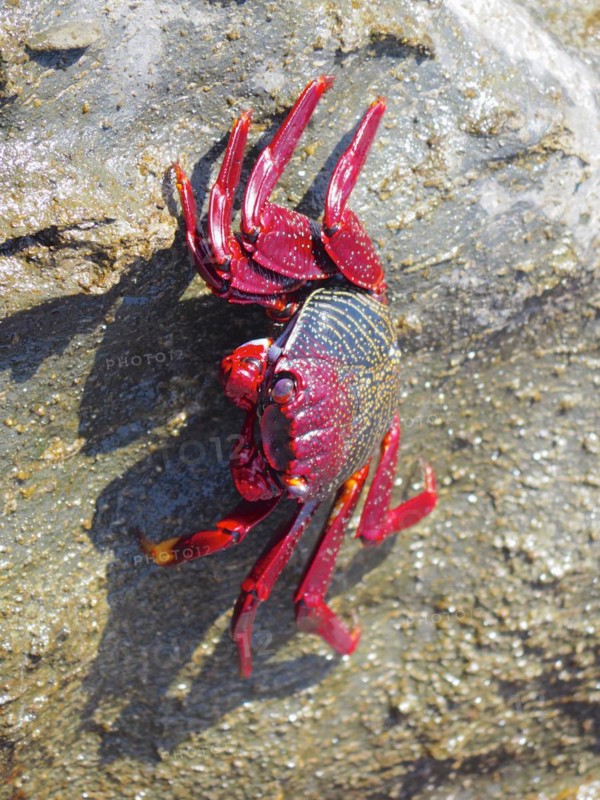 Red rock crab