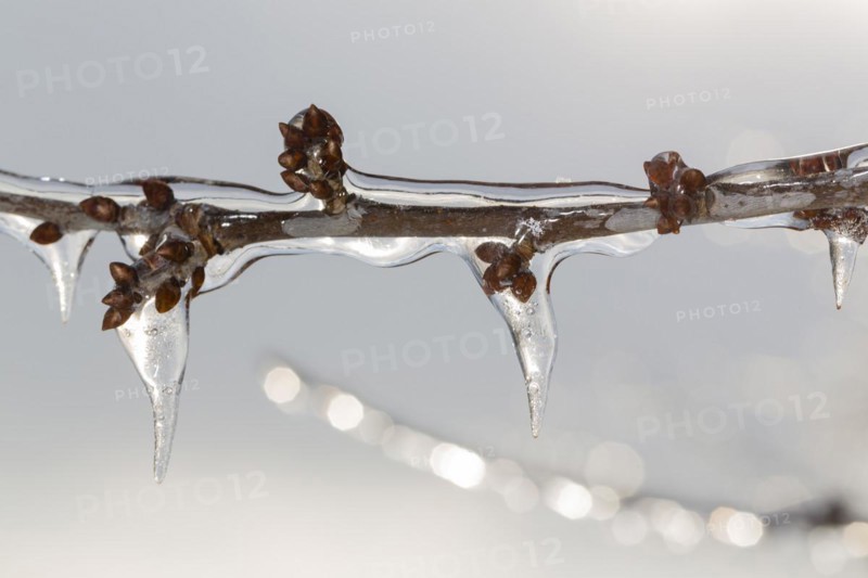 Winter buds on a cherry tree covered with ice after freezing rain