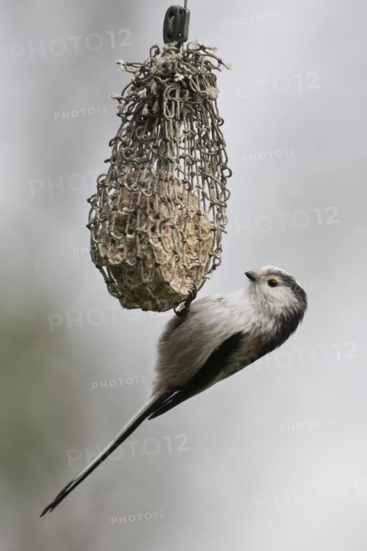 Long-tailed tit