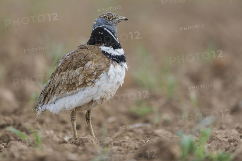 Little Bustard