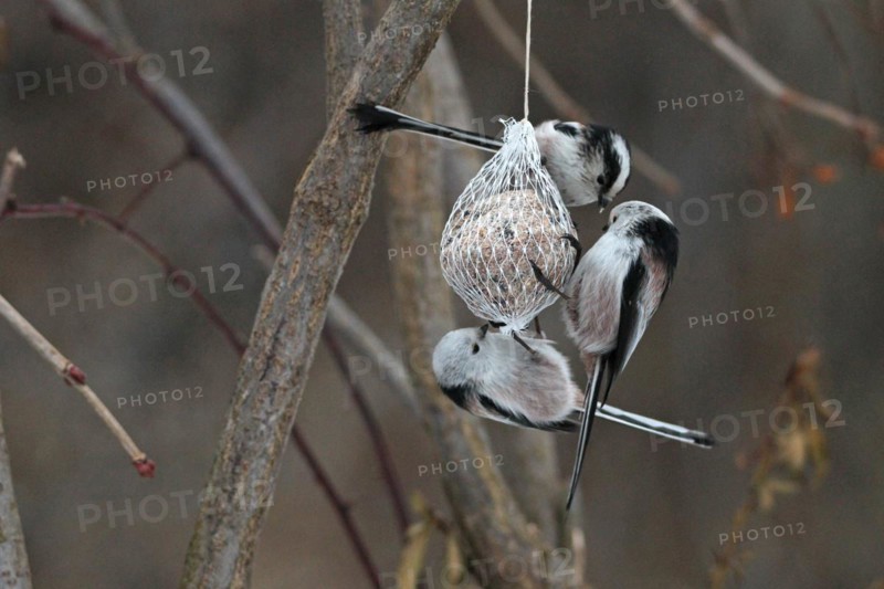 Long-tailed Tit