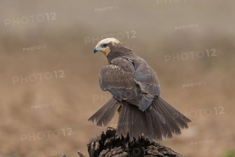 Western marsh-harrier