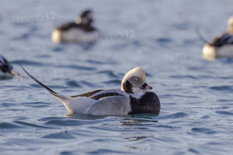Long-tailed duck