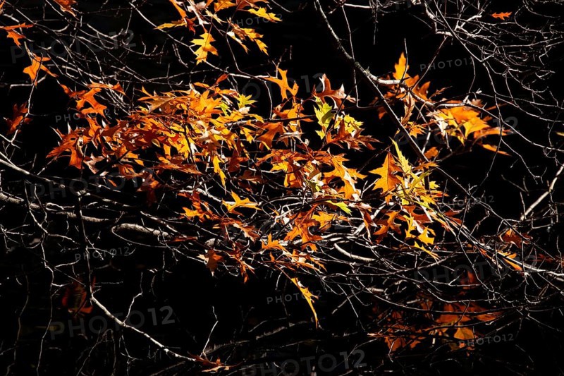 Maple