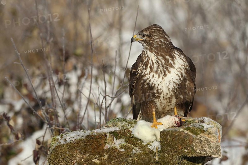 Steppe buzzard