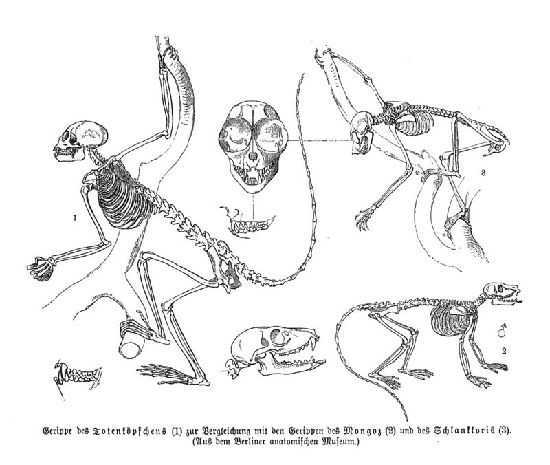 Skeleton