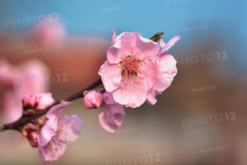European pink plum blossom flower on tree in early spring on blurry background