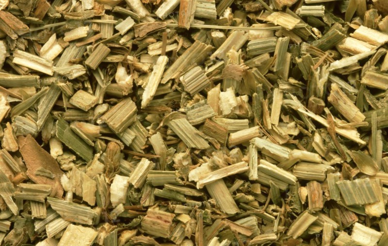 Medicinal herbs dried chicory