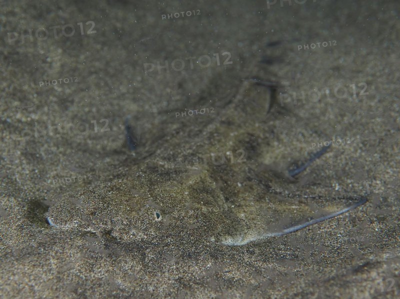 Juvenile monkfish
