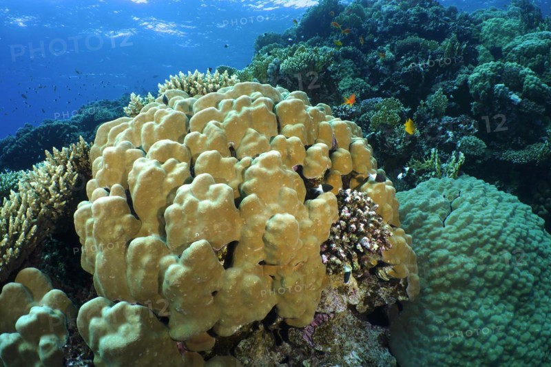 Solid pore coral