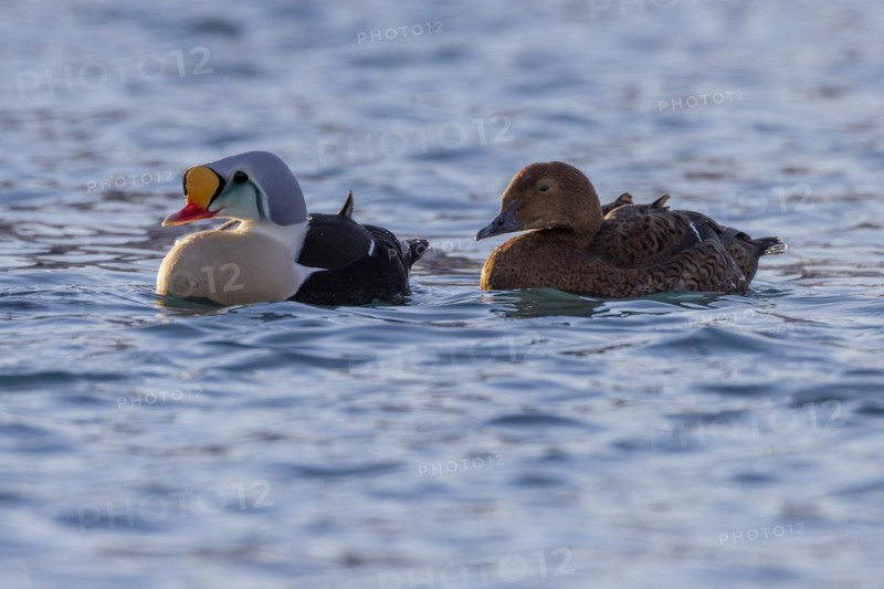King Eider