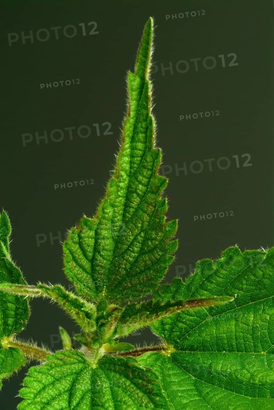 Medicinal plant stinging nettle