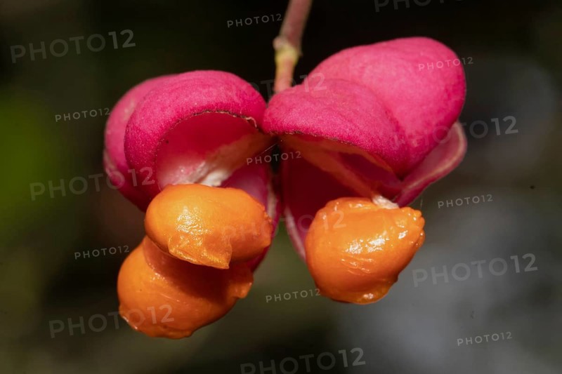 Spindle tree red open flower with two orange fruit capsules