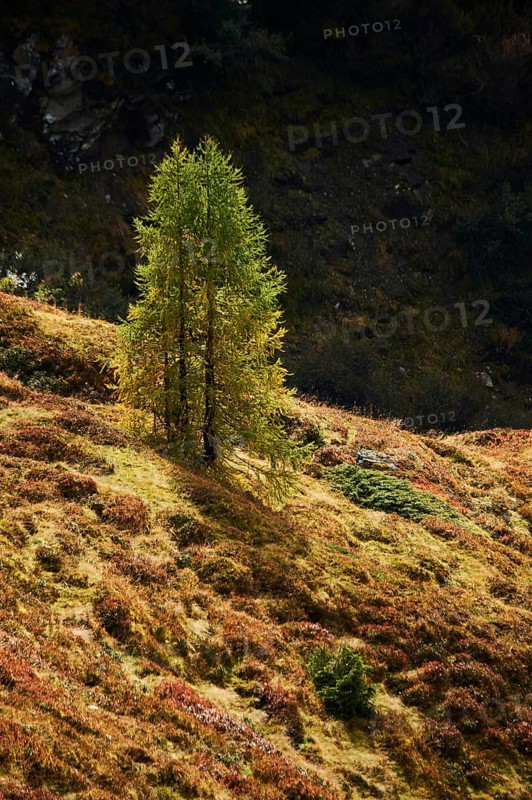 European larch