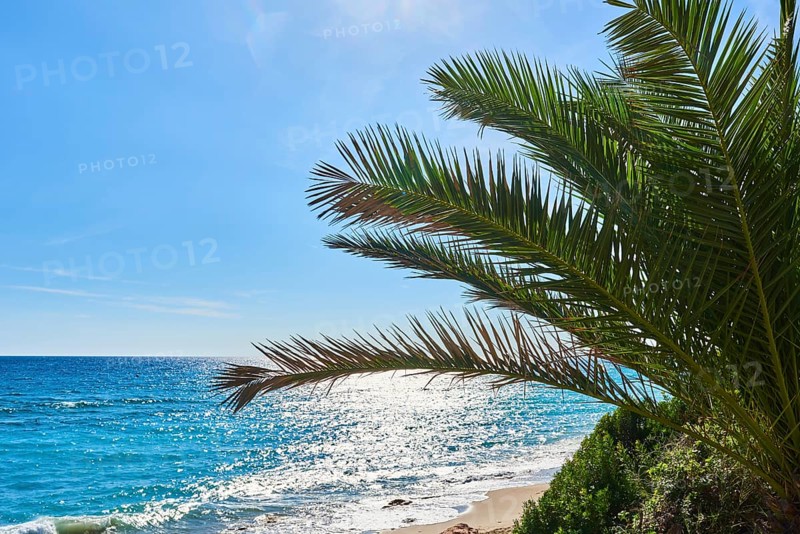 Canary Island date palm