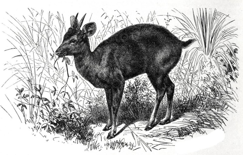 Paraguayan big mazama