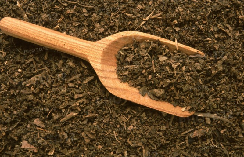 Indian patchouli